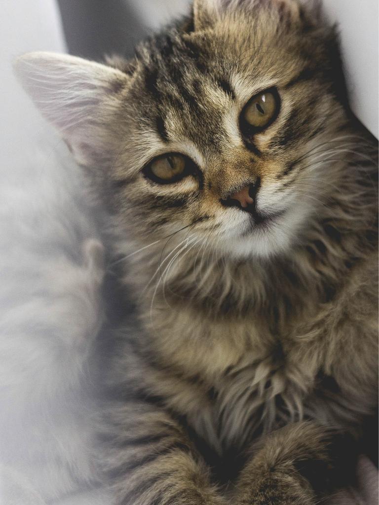 Closeup of kitten with soulful gaze