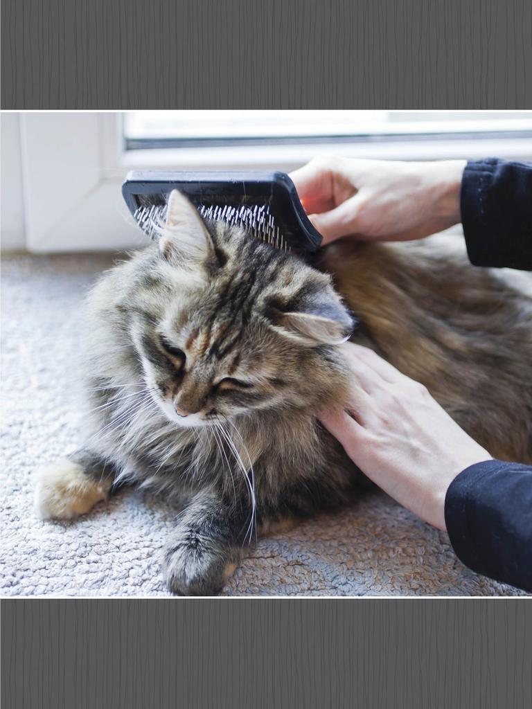 Brushing a long-haired cat