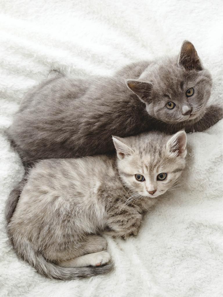 Brownish kittens cuddling on blanket