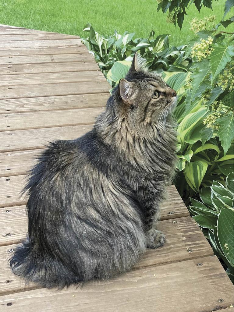 Sephy the bobtail on backyard deck