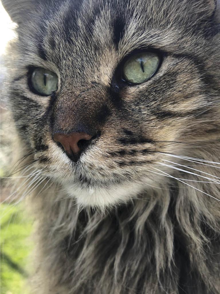A closeup of Foxy showing her green eyes