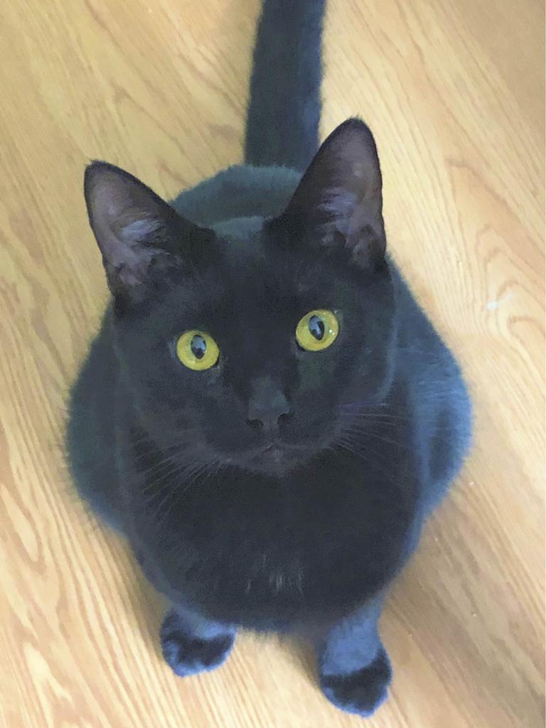 Black cat Milton with intense expression
