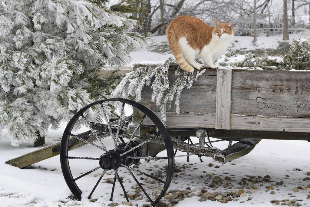 Same feral cat on wagon with back arched