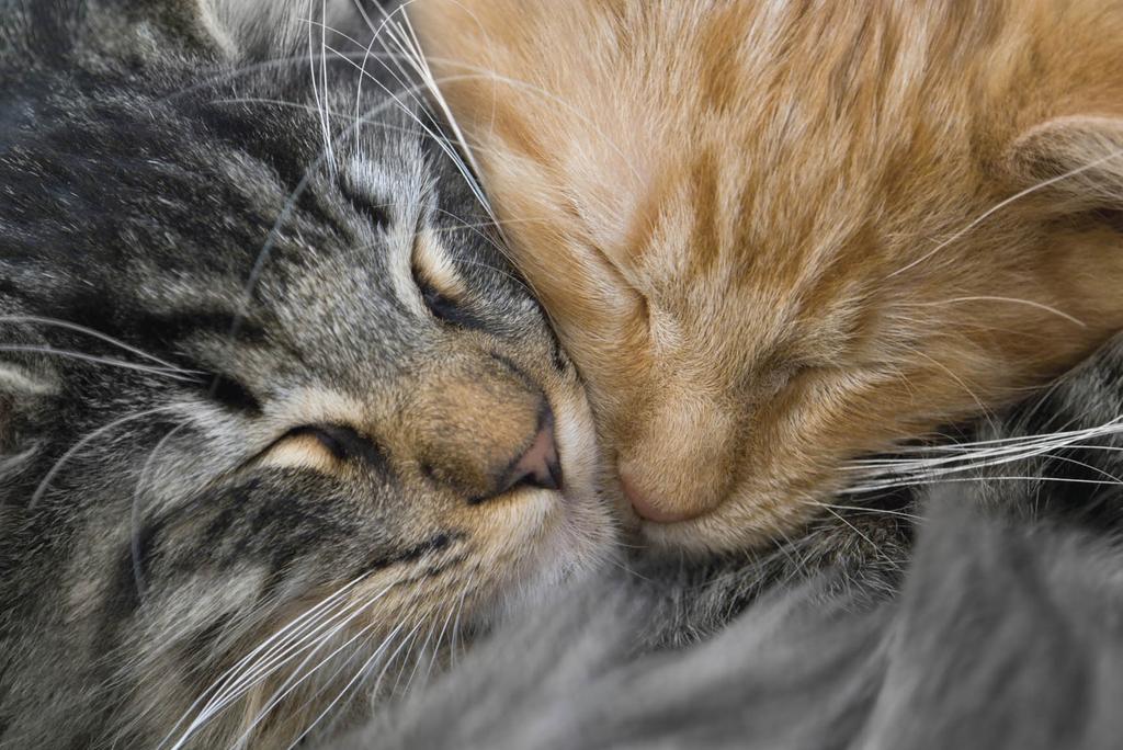 Two cats sleeping cheek to cheek