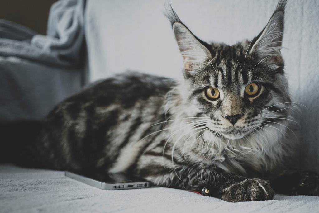 Norwegian forest cat on gray couch