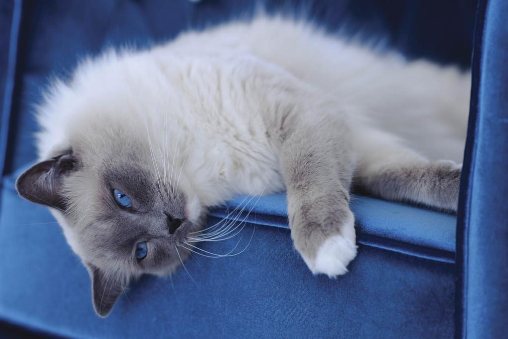 Young Siamese cat lounging on blue chair