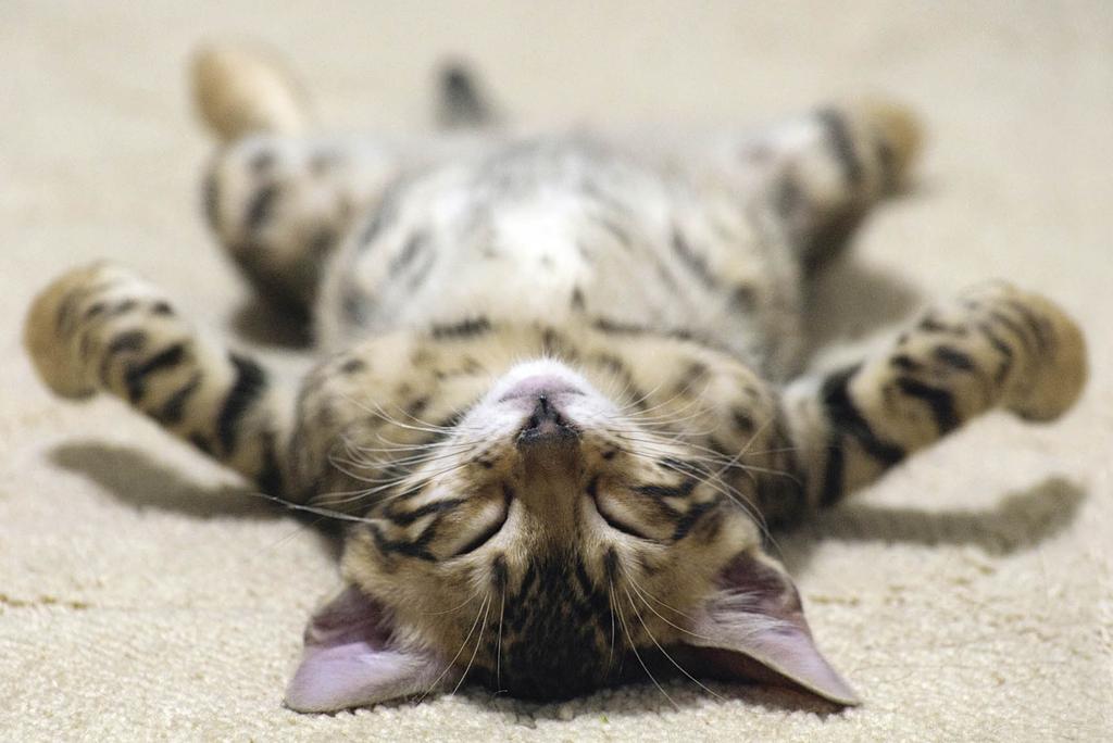 Sleeping kitten on back, legs splayed out