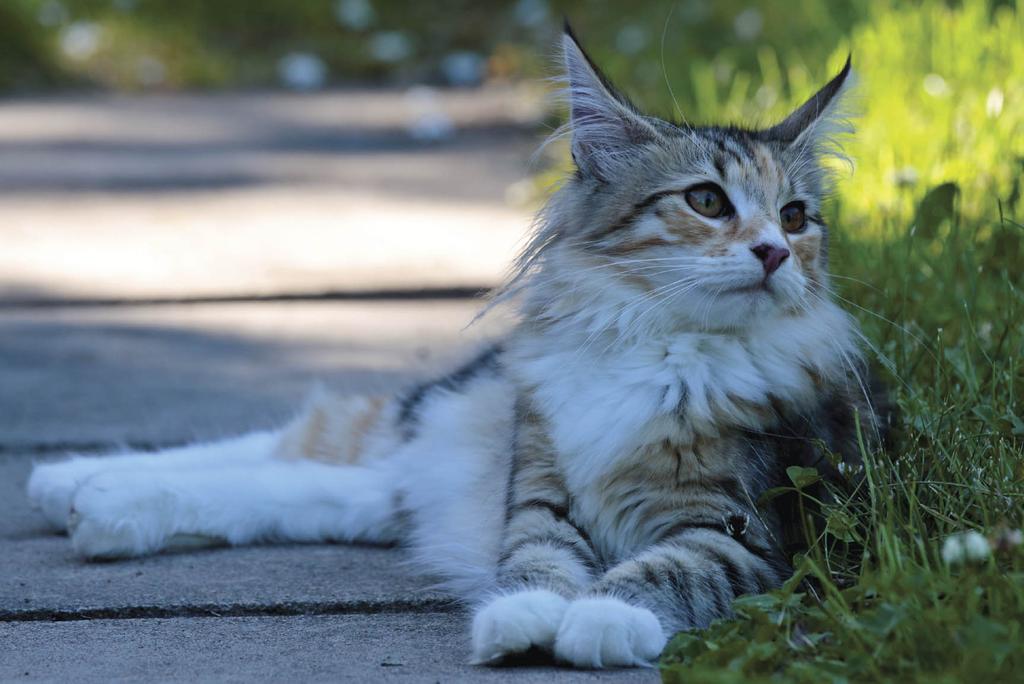 Norwegian forest cat on edge of sidewalk