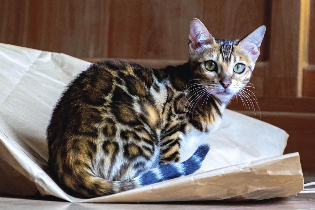 Cat with tiger-like markings sitting on bag