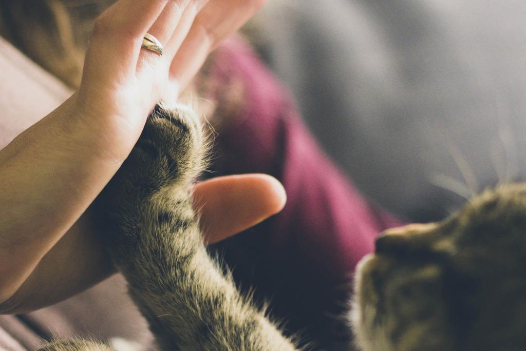 Woman and cat exchange a high five