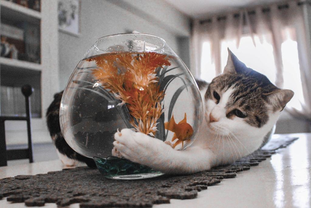 Cat hugging a goldfish bowl
