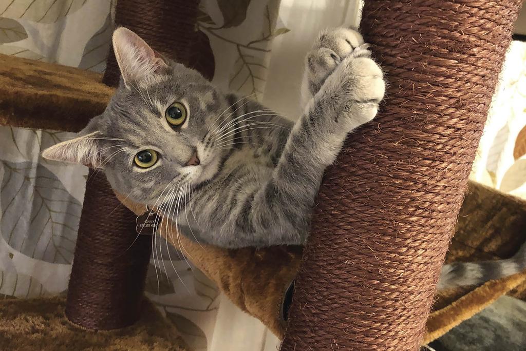 Gray tabby working a scratching post