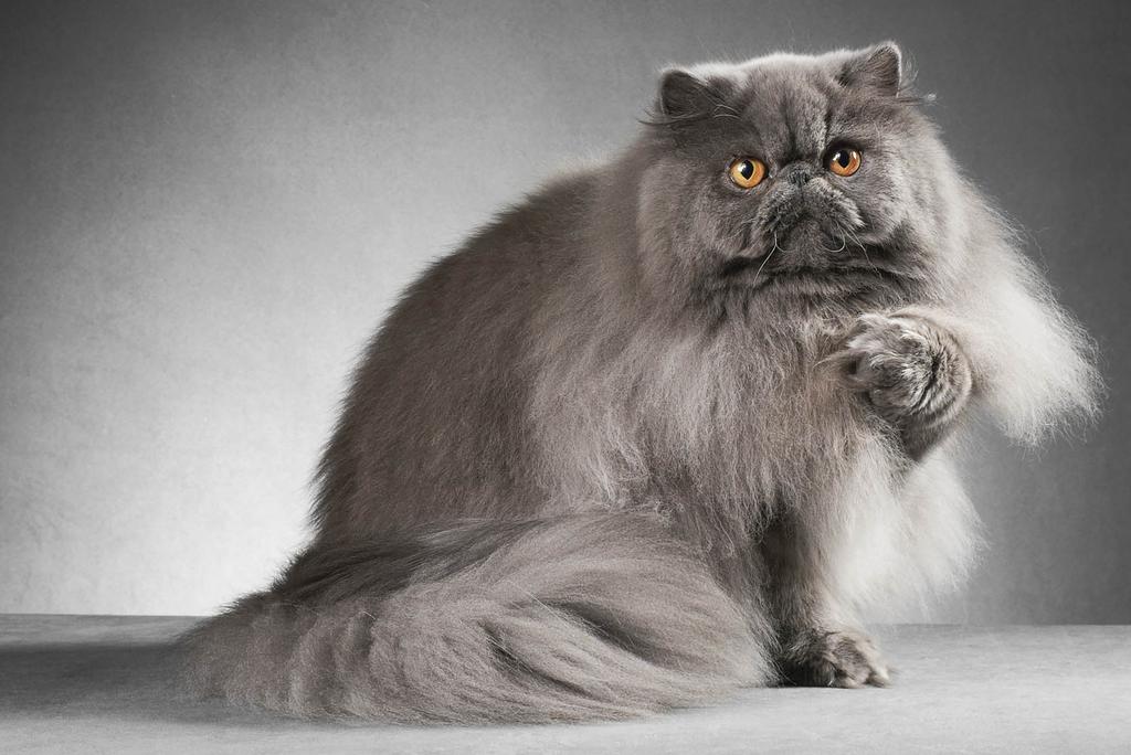 Large Blue Persian pointing a paw at you
