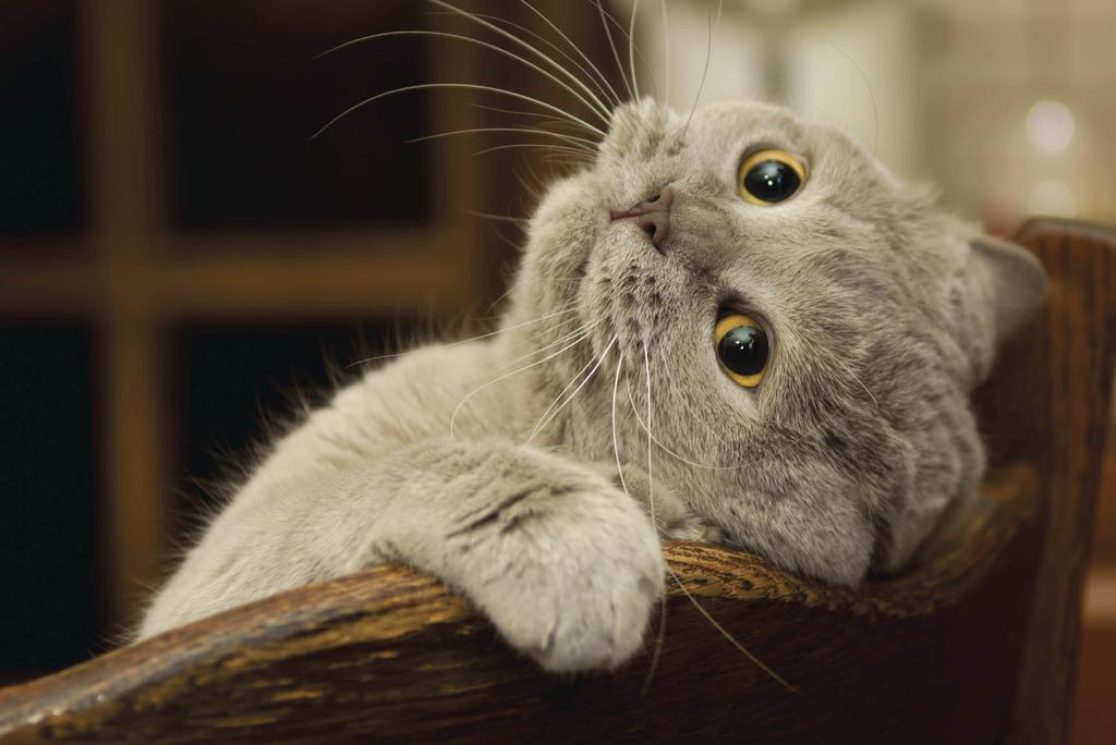 Short-eared cat leaning backward on chair