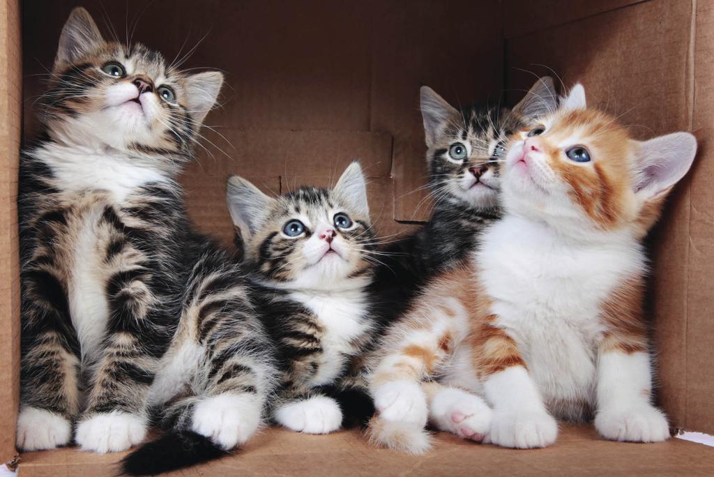 Four kittens comfortably crowded in box