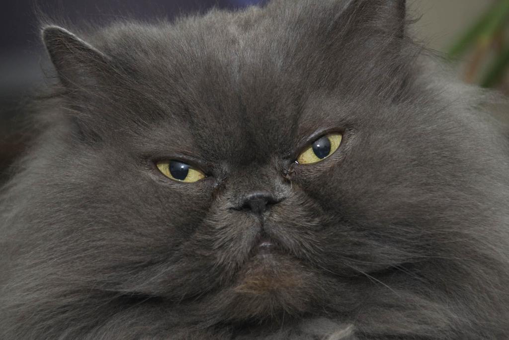 In your face closeup of fluffy gray cat
