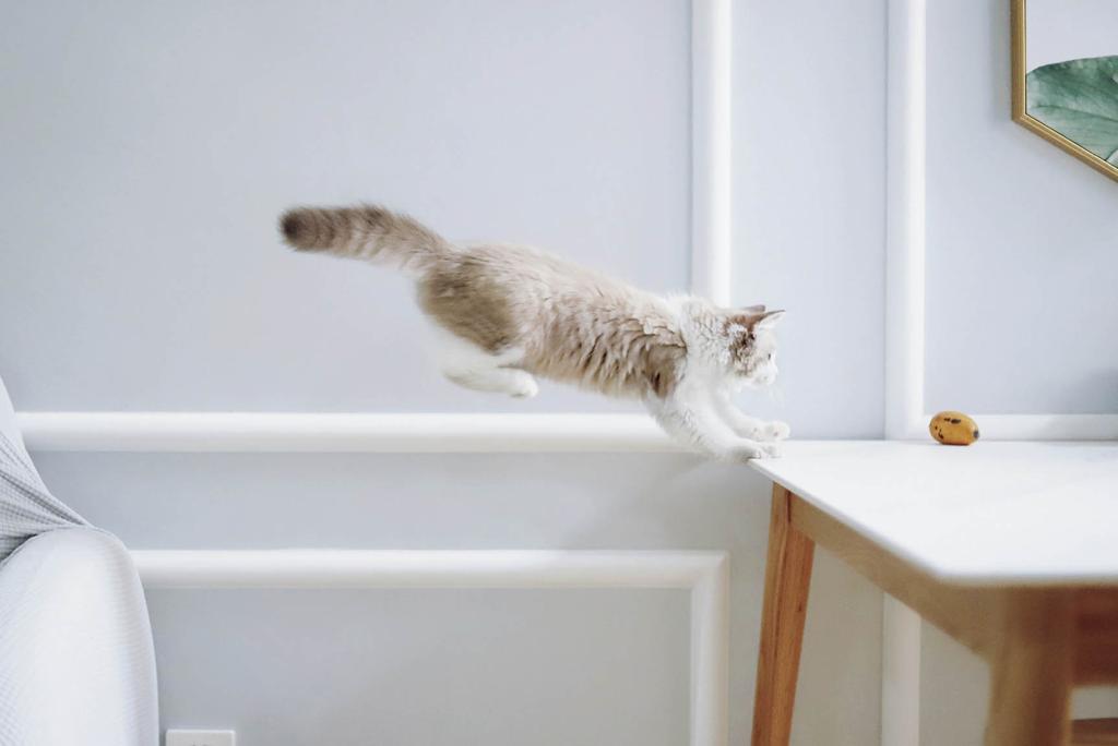 Agile cat leaping from sofa to table