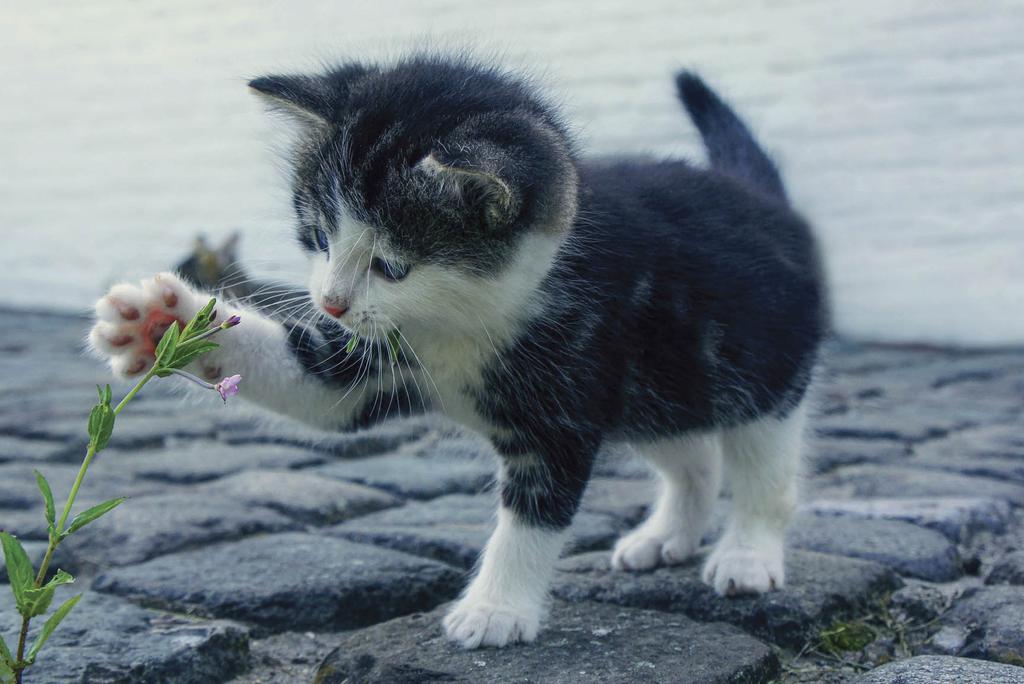 Black-and-white kitten touching flower