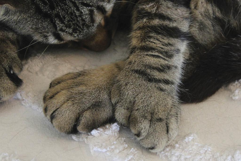 Closeup of polydactal cat’s paws