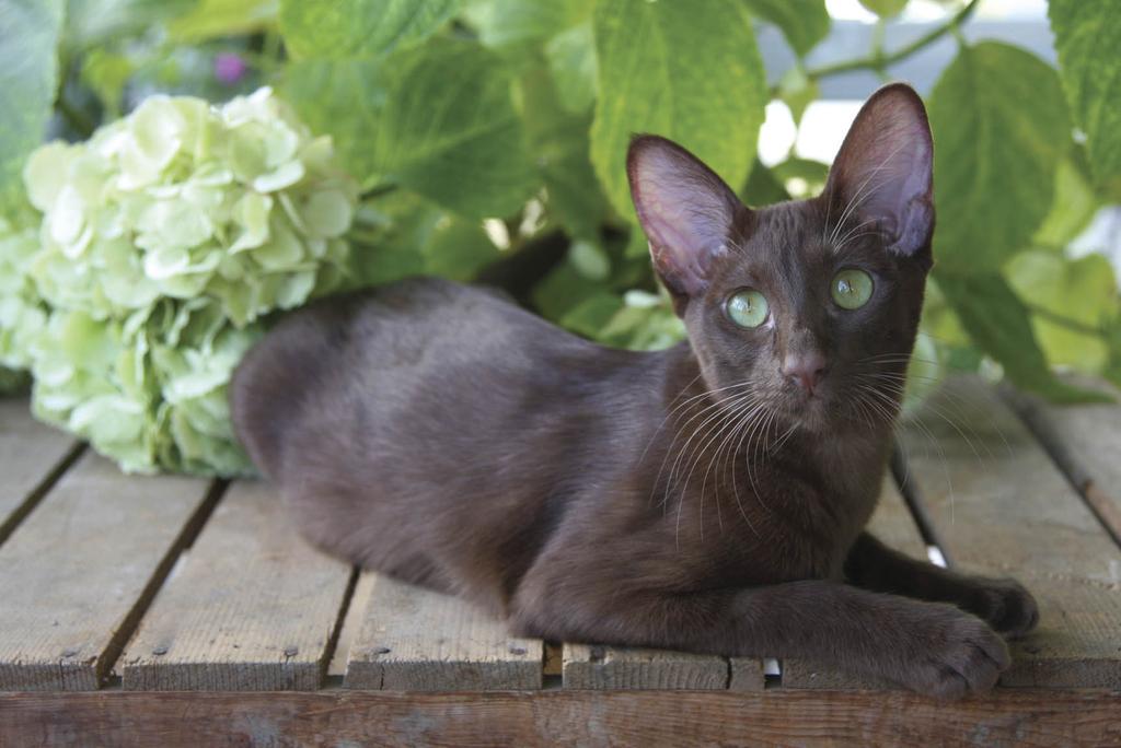 Abyssinian next to hydrangeas