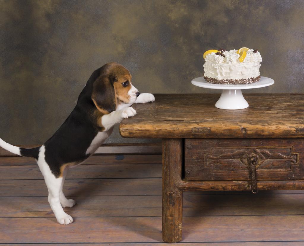 Beagle eyeing cake