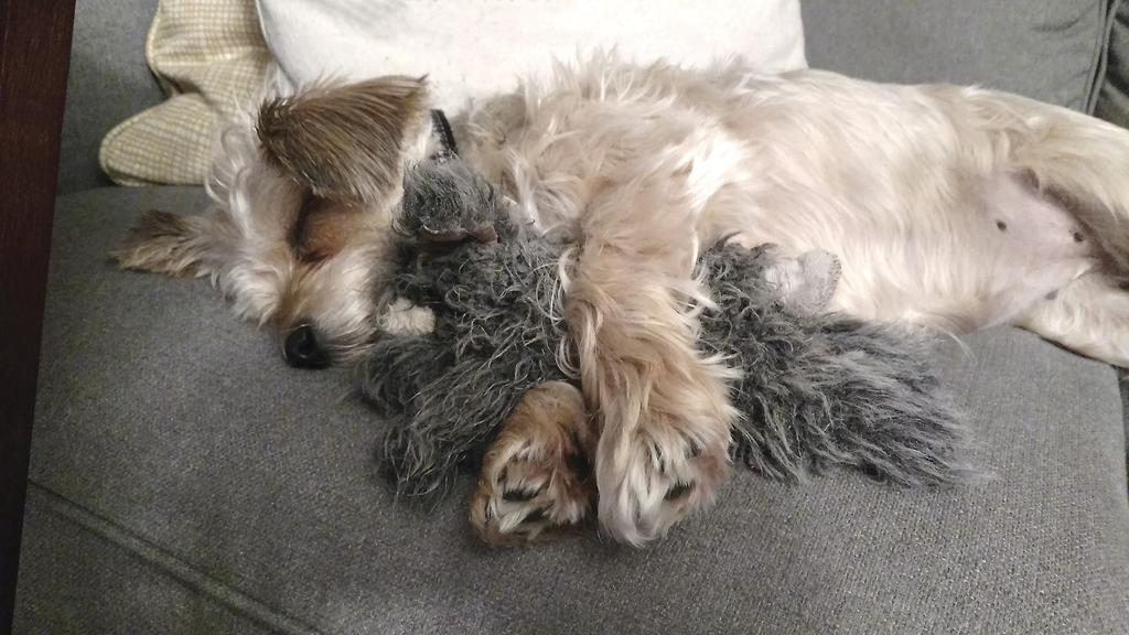 Rosie Cotton, a Yorkie/Cairn terrier mix, sleeping with toy
