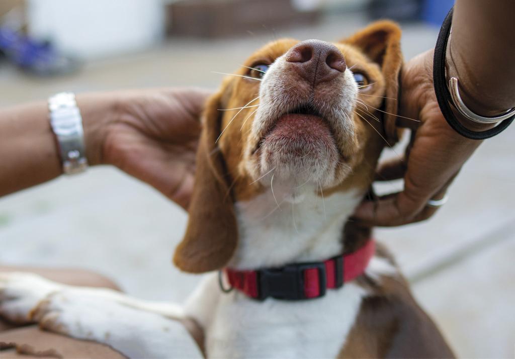 Scratching a beagle’s ears