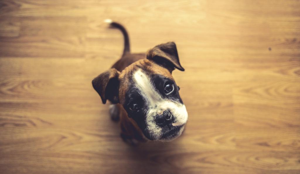 Brown and black dog