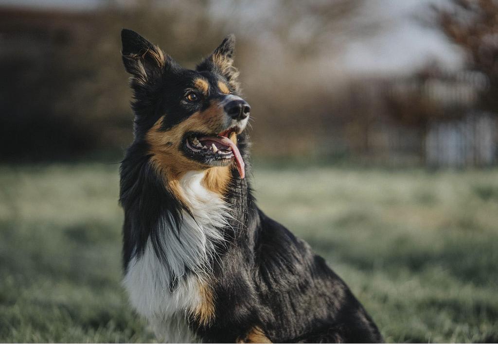 Shepherd outdoors