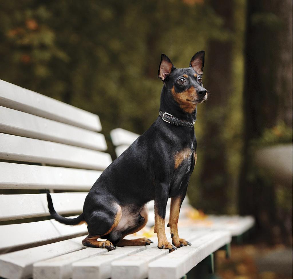 Miniature pinscher on bench