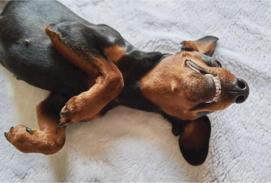 Miniature pinscher relaxing