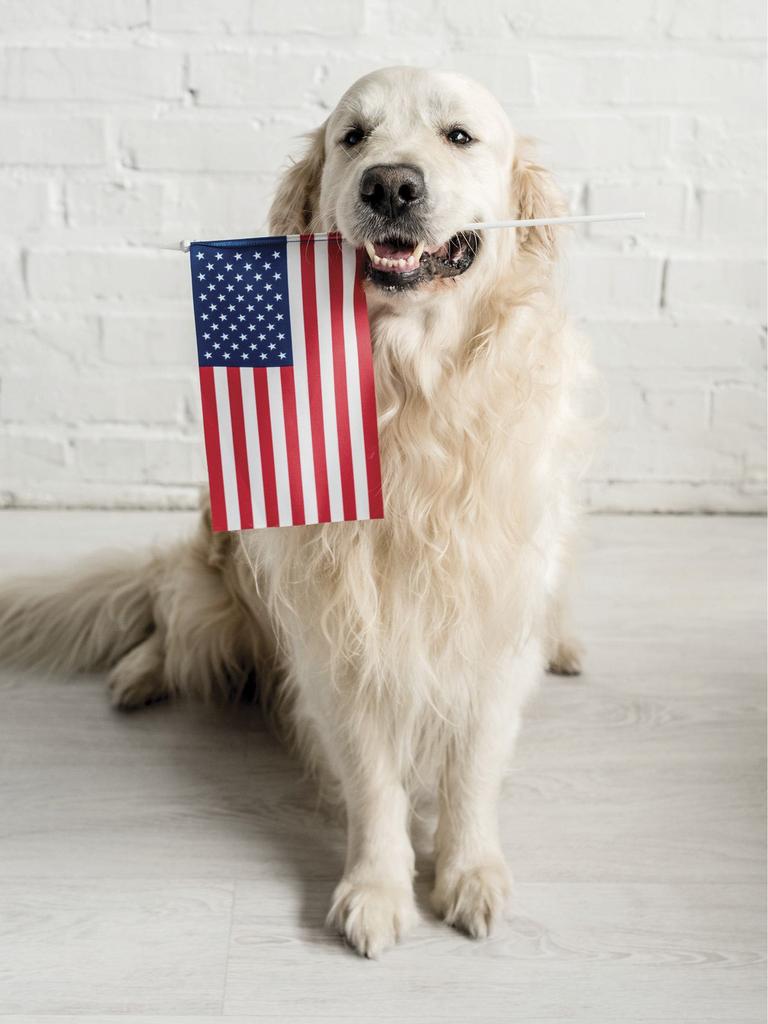 Golden retriever holding flag
