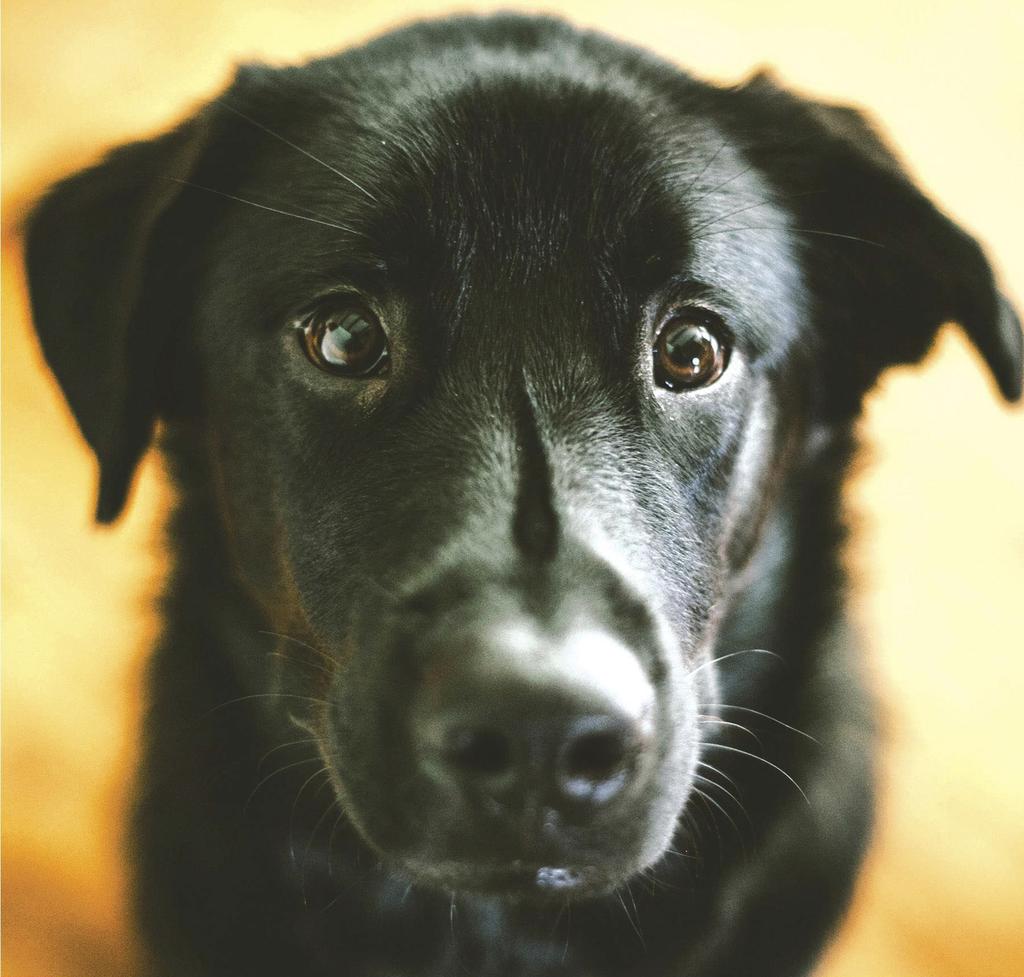 Black dog close-up