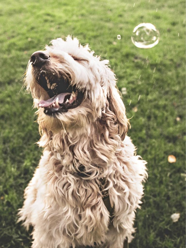 Smiling Goldendoodle