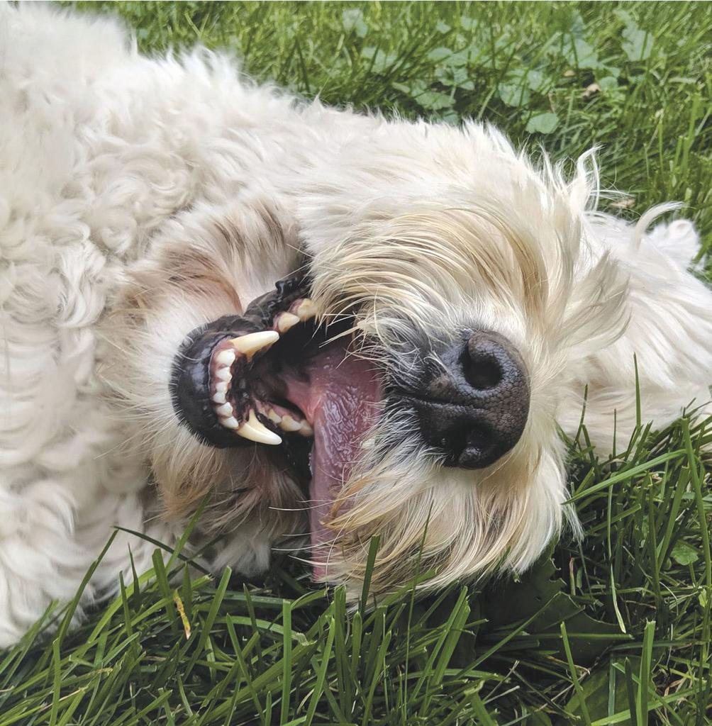 Manchester the Goldendoodle
