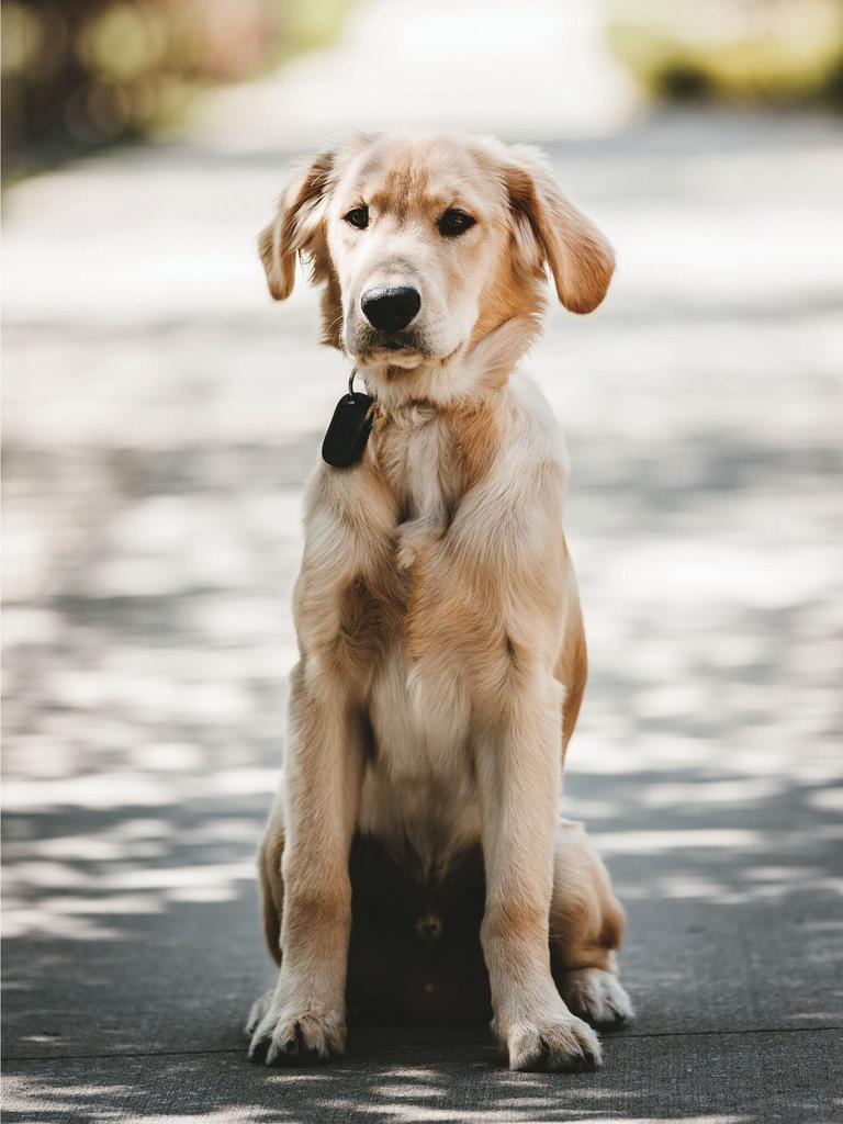 Dog sitting on road