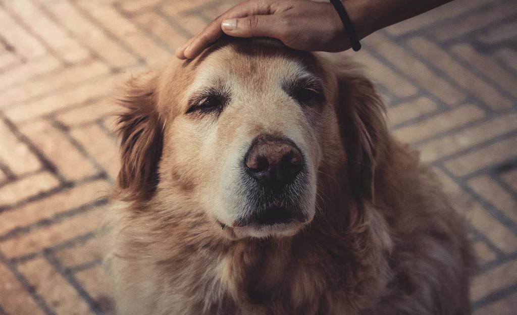 Petting Golden retriever