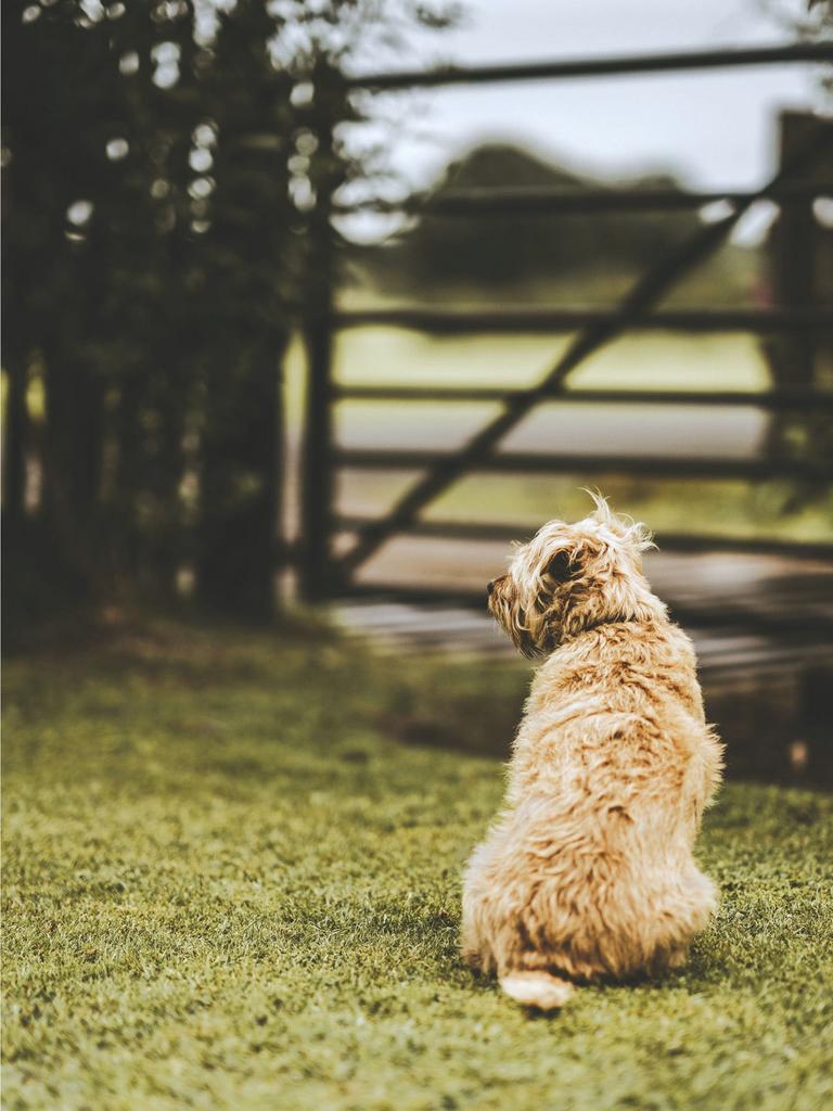 Dog