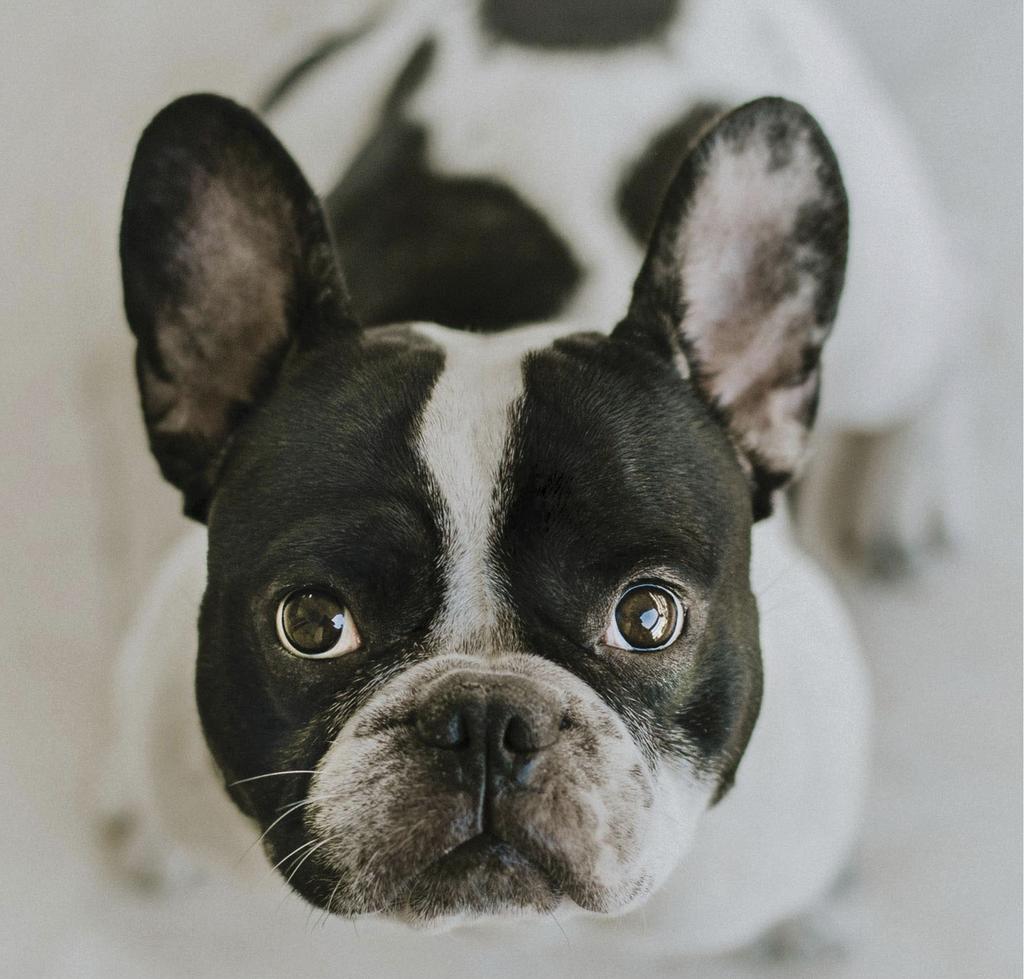 Boston terrier