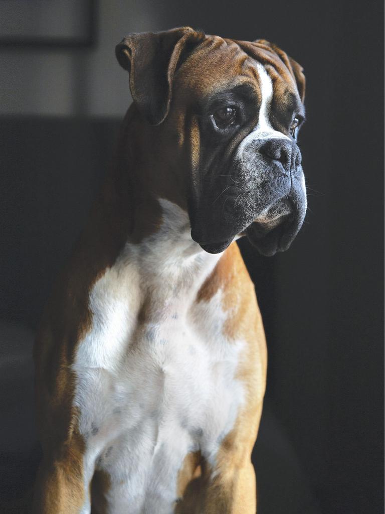 Tan boxer