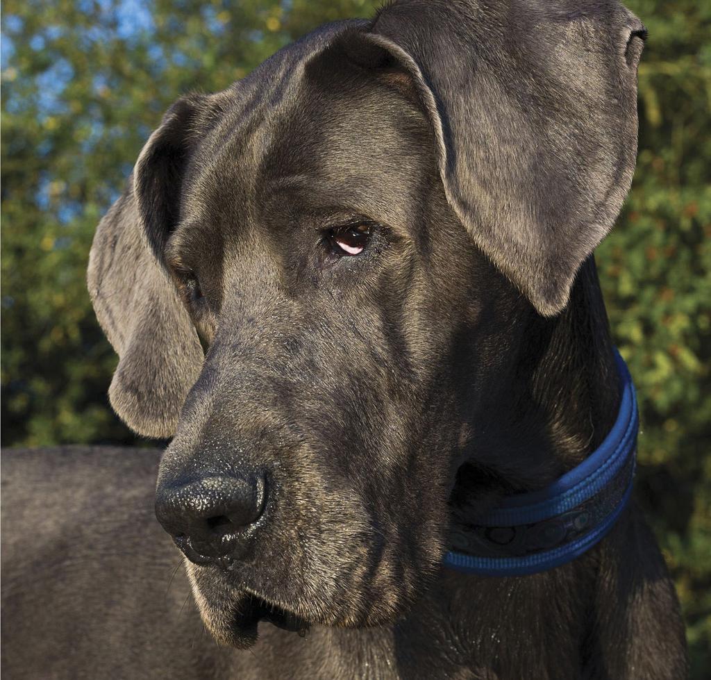 Great Dane