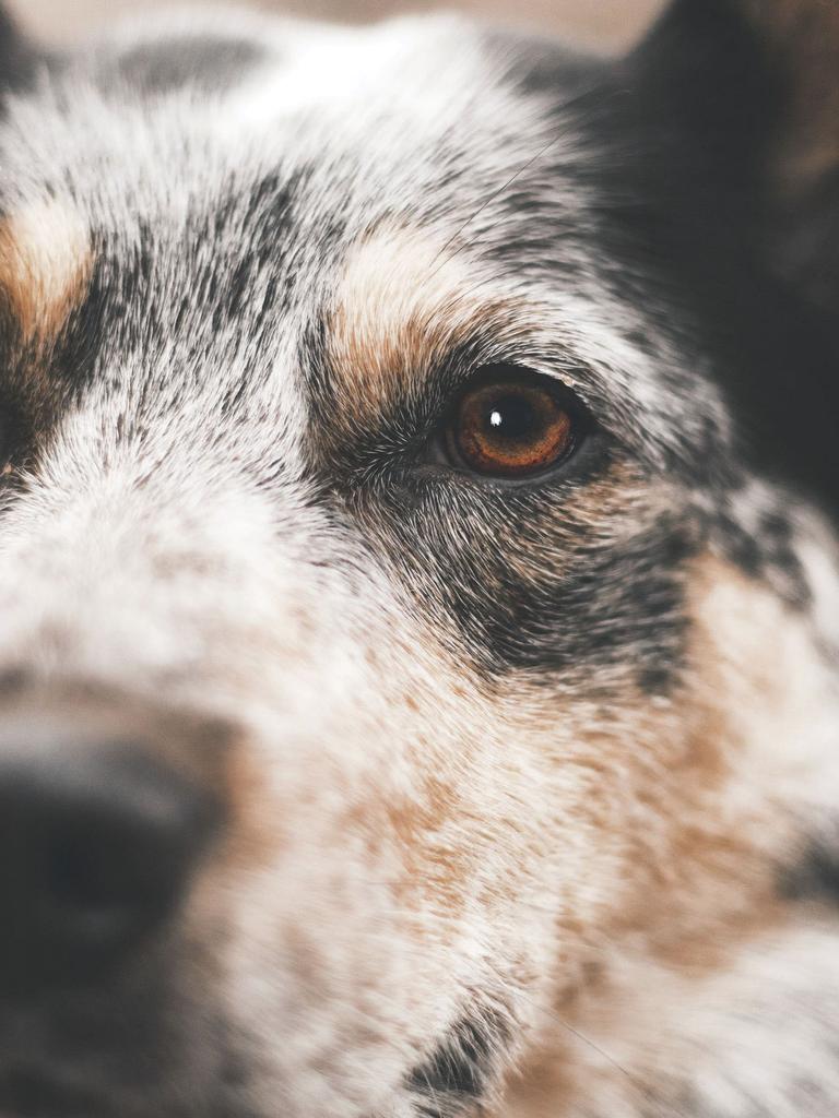 Border collie close-up