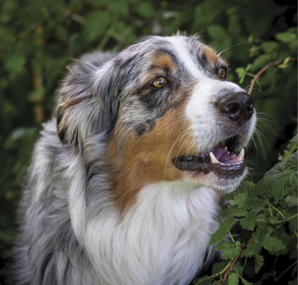 Australian shepherd close-up