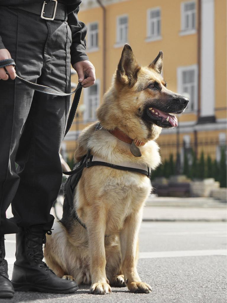 Police dog