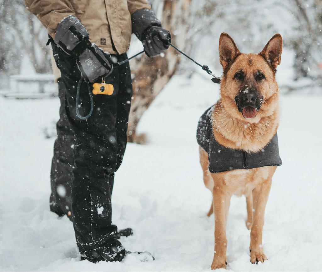 Dog in snow
