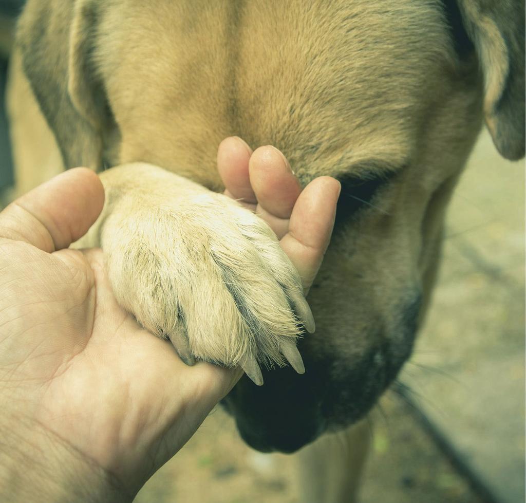 Dog shaking hand