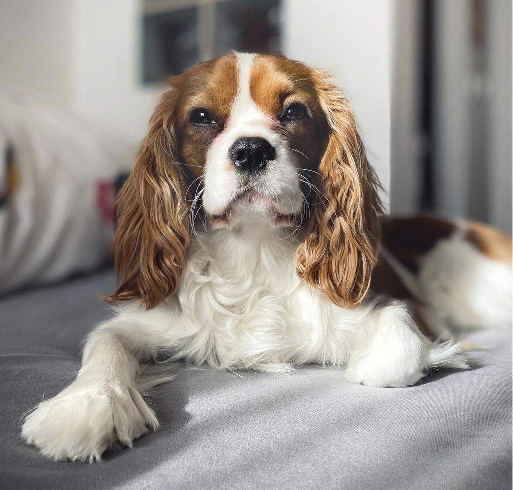 Cavalier King Charles Spaniel on bed
