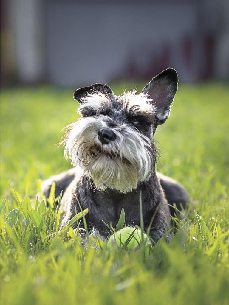 Miniature schnauzer