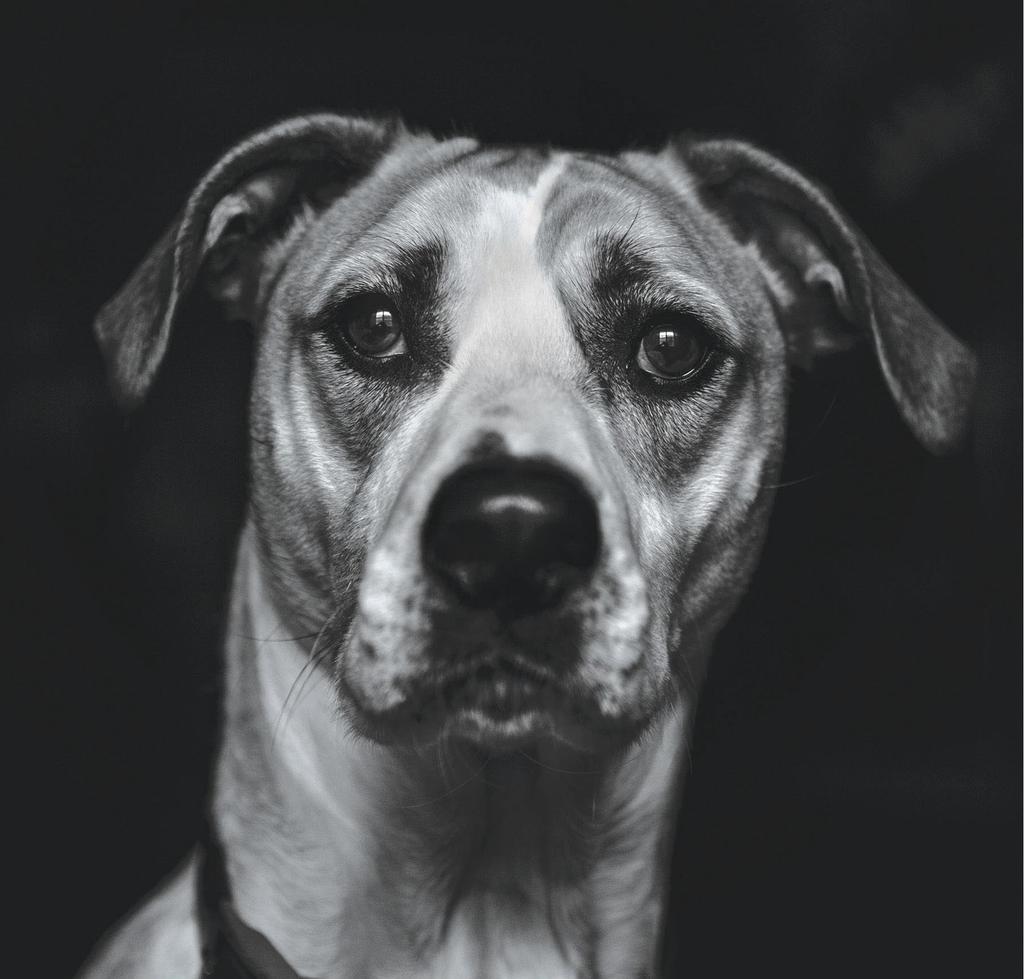 Sad dog