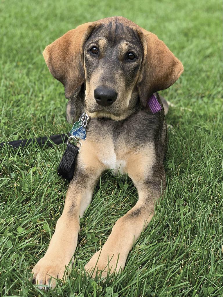 Puppy in grass